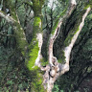 Meet your Posher, Shantae